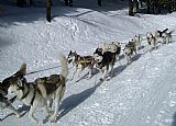 Šediváčkův long konaný každoročně v lednu v Orlických horách je nejnáročnějším závodem psích spřežení pořádaným v České republice.