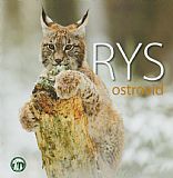 Rys ostrovid.