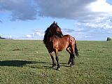 "Divoký mustang" na rozlehlých pláních u Písařova jižně od Jeřábu.