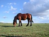 "Divoký mustang" na rozlehlých pláních u Písařova jižně od Jeřábu.