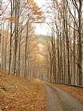 Barvy a nálady podzimu se lépe vychutnávají při návratu. Mezi stromy Čepel.