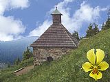 Na západním svahu Červené hory se nachází Vřesová studánka. V jejím bezprostředním okolí se kromě jiných bylin vyskytuje i "violka žlutá sudetská", která patří mezi silně ohrožené druhy naší flóry. Je ceněna především pro její estetické hodnoty. Pro ilust