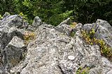 Geodetický bod (hřeb) na tisícovce Medvědí vrch - JV vrchol.