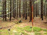 Vrcholová partie Osikového vrchu. Vrcholová skalka se nachází dále v lese za geodetickým bodem.