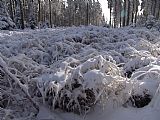 Ucháč - SV vrchol v nejvyšší odlesněné části. Vrstva sněhu cca 10 cm.