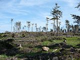 Vrcholová část tisícovky Nad Rýžovnou je po polomech a těžbě dřeva již téměř zcela odlesněná.