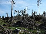 Vrcholová část tisícovky Nad Rýžovnou je po polomech a těžbě dřeva již téměř zcela odlesněná.