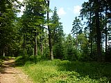 Lesní cesta na Čertův mlýn ve výšce 1078 m.