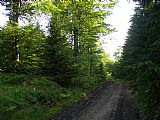 Šindelná - pár metrů východně od vrcholu, lesní cesta směrem na Javorový.