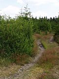 Hřebenová lesní cesta vede přes vrchol Slavíče směrem k chatě Slavíč. Na levé straně v křoví je geodetický bod.