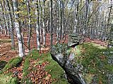 Malá skalka na Brlohu s kamennou mohylkou v pěkném bukovém lese.
