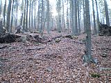 Cesta na vrchol Chlustova pokračuje řídkým lesem prudce vzhůru.