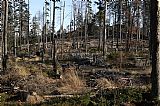 Likvidace odumřelého lesa umožnila, aby vynikla relativní mohutnost dříve nenápadného hřebene Dolních Ždánidel.