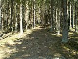 Nenápadná lesní cesta odbočuje z turistické trasy, která vede na vrchol tisícovky Hrb a míří na jeho vedlejší vrchol Hrb - JV vrchol.