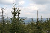 Pohled ze zarůstající vrcholové paseky Výšky - V vrcholu na Javorník.