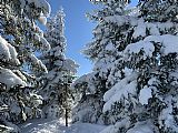 Sněhem zamaskovaný a mezi stromy ukrytý geodetický bod Jezernice - S vrchol.