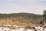Lysá z vrcholu Knížecího stolce - neutěšený pohled na zničený smrkový les po orkánu Kyrill na jejím západním svahu.