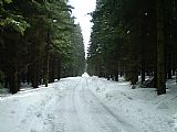 Asi 300 metrů západně od vrcholu tisícovky Malý Bobík vede lesní cesta.