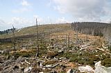 Pohled z vrcholu Plechého na vrchol Nad Rakouskou loukou. Vpravo při mrtvém lese je hraniční česko-rakouská stezka. V ČR mrtvý les dosud stojí.