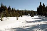 Ze šumavské magistrály mezi Prášily a Modravou, v zimě běžecké, v létě na asfaltové signálce, se Oblík - SZ vrchol snadno přehlédne a je zcela nenápadný.