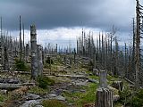 Mrtvý les nad obeliskem A. Stiftera na úbočí Plechého.