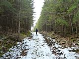 Lesní cesta procházející přímo sedlem mezi tisícovkami Polecký vrch - SV vrchol a Polecký vrch - V vrchol.