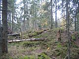 Ve vrcholové partii Poledního vrchu už dřevaři pracovali na škodách způsobených Kyrillem. Kmeny stromů buď zbavili kůry nebo chemicky ošetřili proti kůrovci.
