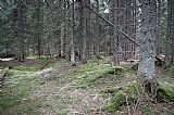 Smrkový les v místě vrcholu Přední Mlynářské slati.