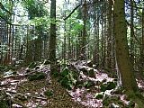 Ve členitém lesním terénu se nachází vrchol Radvanovický hřbet - JZ vrchol I.