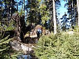 Vrcholová část tisícovky Skalnatý hřbet je tvořena skupinou skalisek a balvanů se změtí vývratů, mlaziny i stromů.