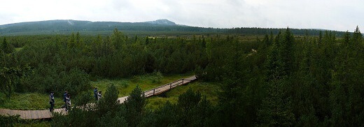 Pohled z vyhlídkové věže na Jezerní slať. Na horizontu dominuje Sokol.