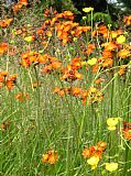 Chráněná rostlina jestřábník oranžový (hieracium aurantiacum) rostoucí podél červené směřující z Malého Špičáku k Černému jezeru.