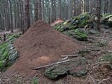 Vedlejší vrchol V oboře - S vrchol je oproti hlavnímu skalnatější a zdobí jej obrovská mraveniště s výškou až 2 metry.