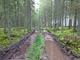 Lesní cesta k Výběžku je velice podmáčená.