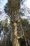 Mohutná jedle ve vrcholové části tisícovky Vyhlídka.