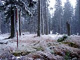 Geodetický bod na Ždánidlech je vzdálen asi 150 m od skalky, která je nejvyšším bodem hory.