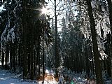 Zima v Blanském lese.