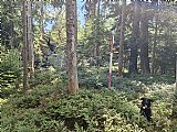 Na druhém vrcholu (nižším vrcholu z dvojvrcholu) tisícovky Na skalce, je geodetický bod a moc pěkná skála